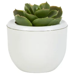 Mini plante décorative