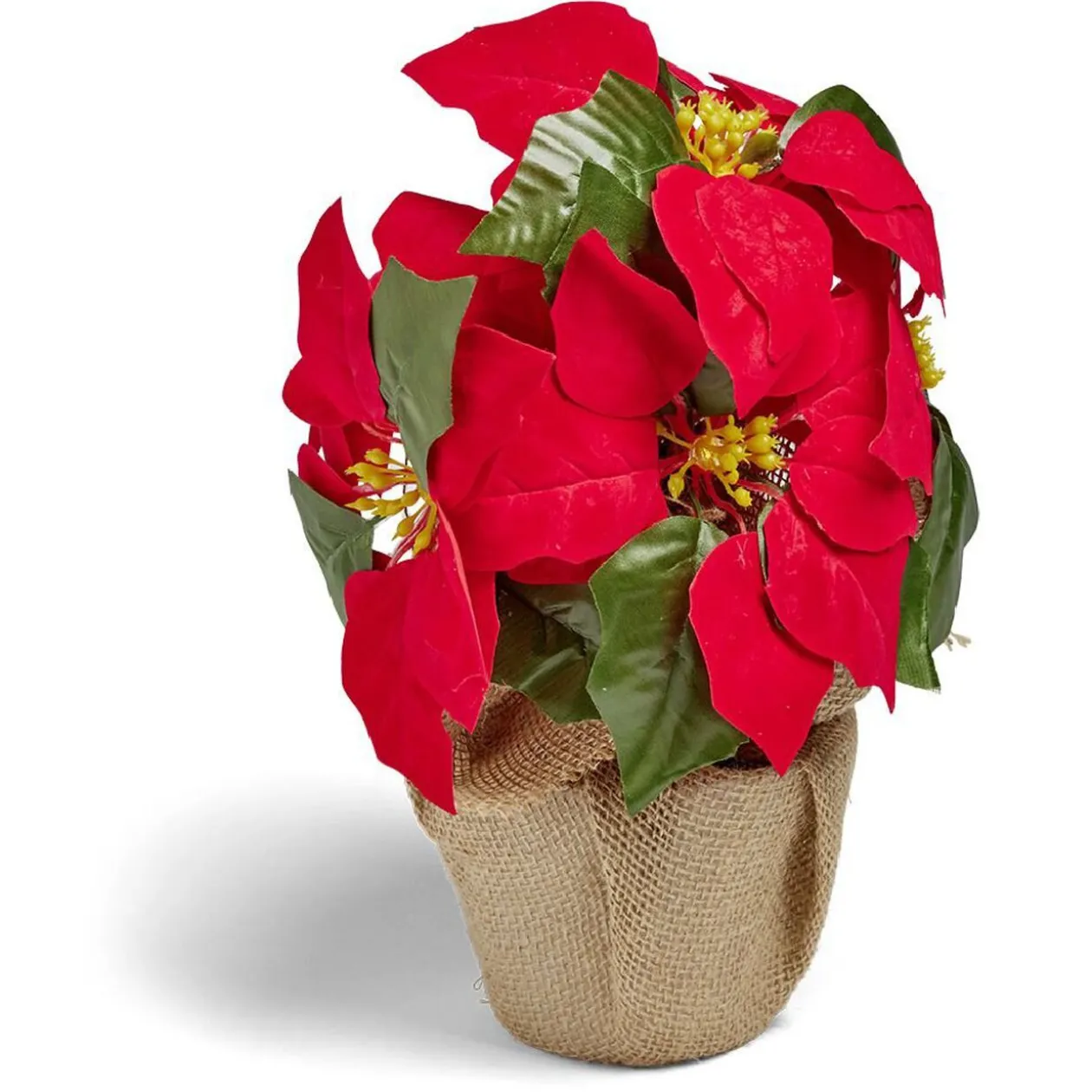 Poinsettia lumineux H23cm