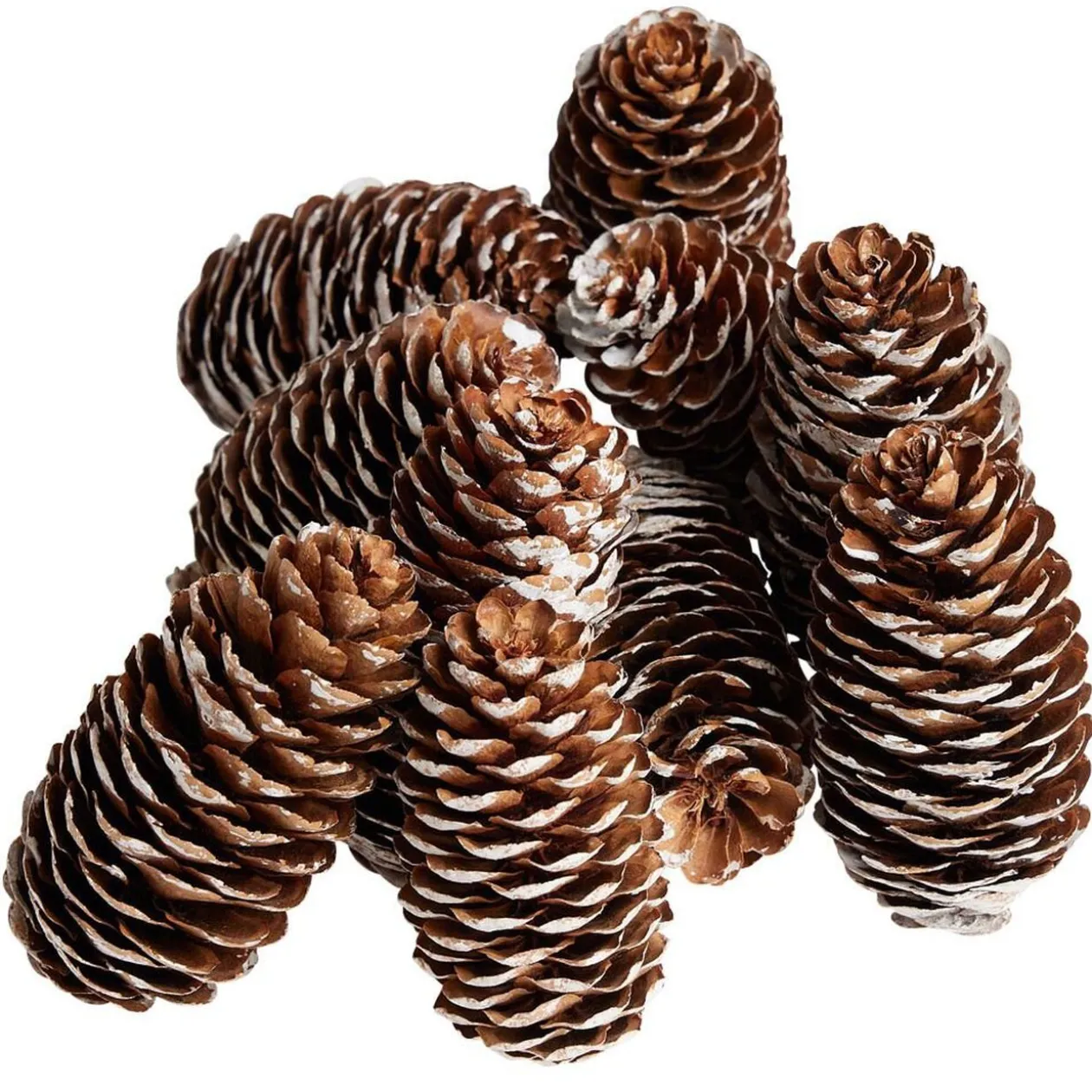 Pomme de pin finition enneigée x10