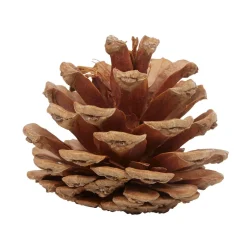 Pomme de pin naturel décoration