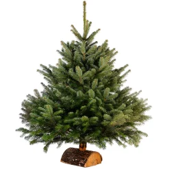 Sapin de Noël naturel Nordmann 100 cm