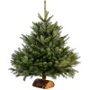 Sapin de Noël naturel Nordmann 175 cm